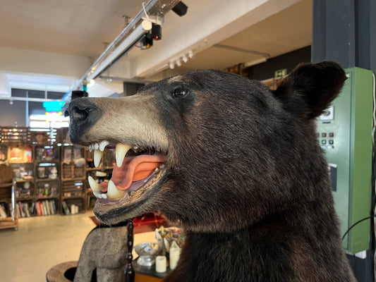 Vintage Brown Baer, Taxi dermi