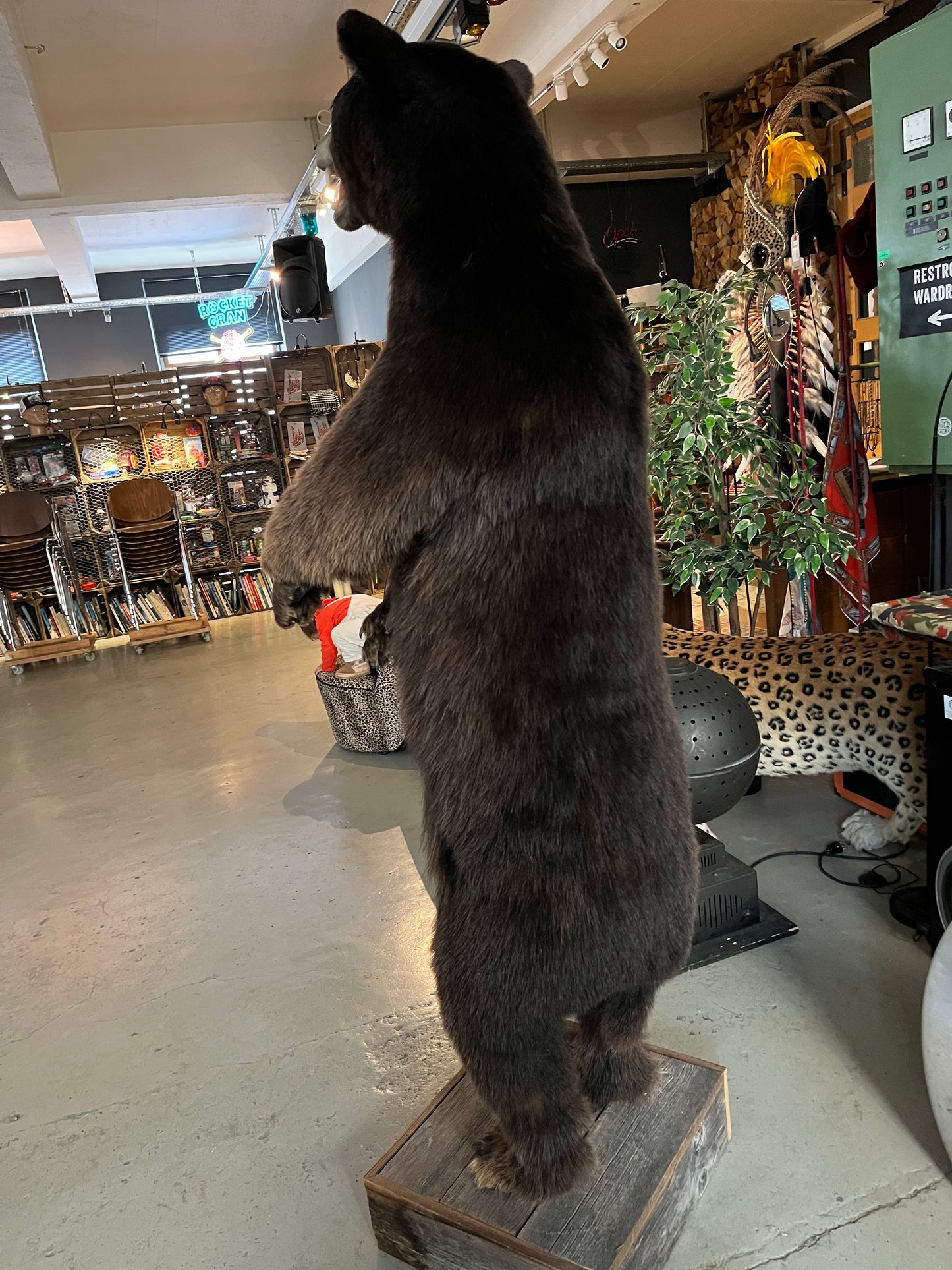 Vintage Brown Baer, Taxi dermi