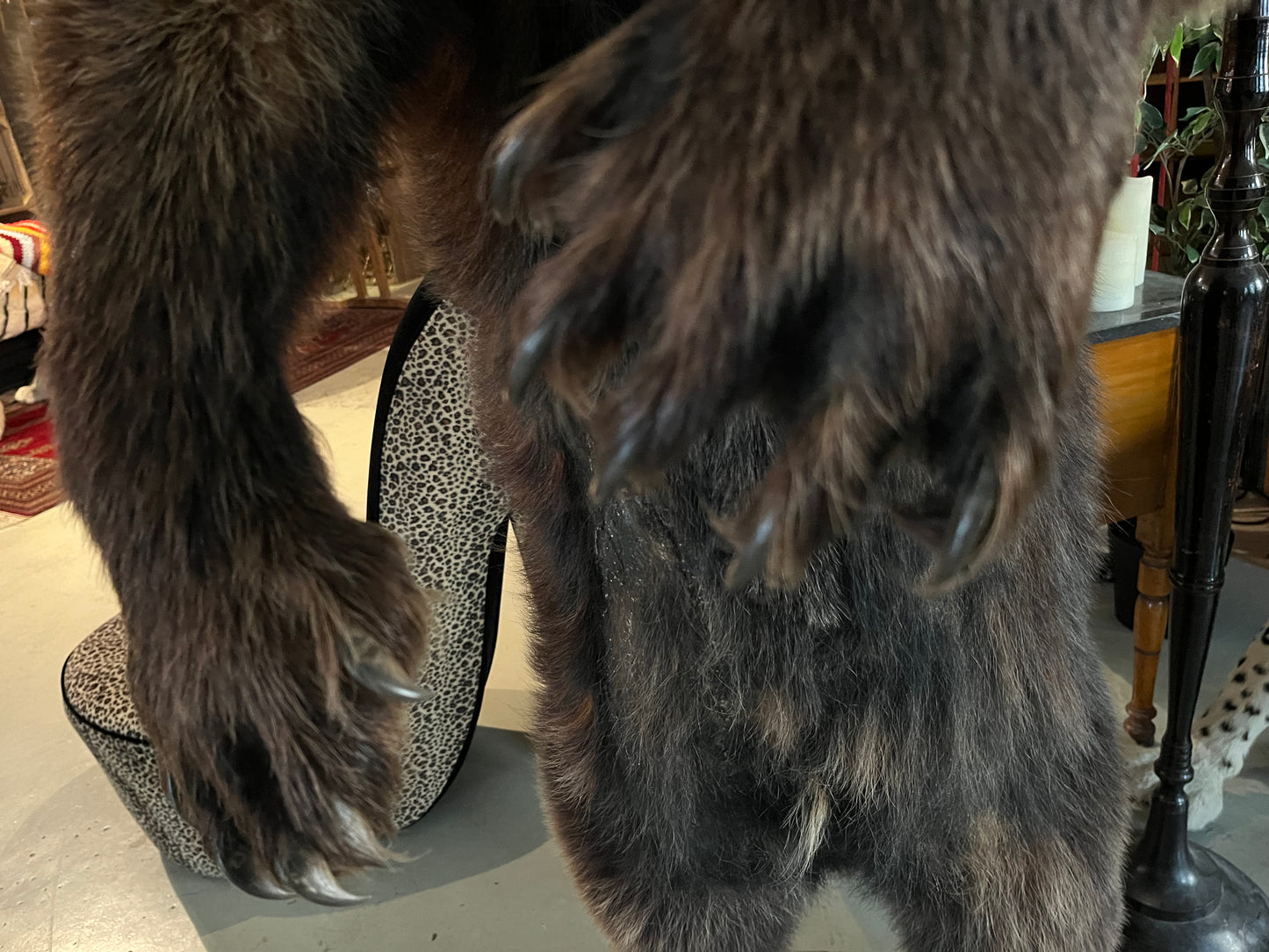 Vintage Brown Baer, Taxi dermi