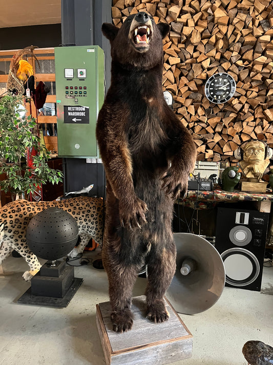Vintage Brown Baer, Taxi dermi
